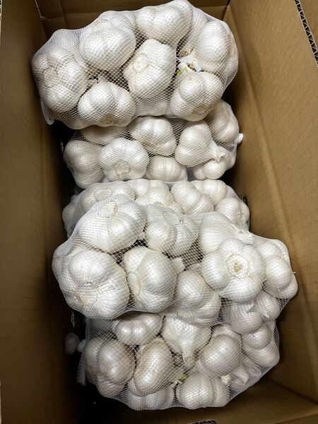 青森県産 福地ホワイト六片 にんにく L 10kg 発芽