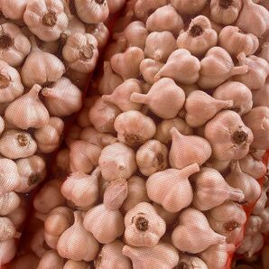 青森県産 令和6年産 にんにく SS 玉 1kg