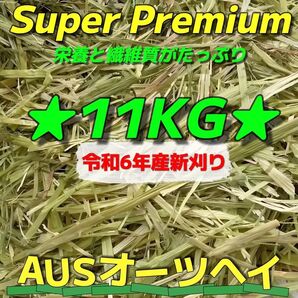 ★新着 AUSオーツ11kg 令和6年産 ★スーパープレミアム ペットフード うさぎ チンチラ モルモット 牧草 おやつ