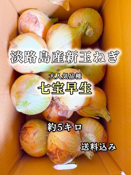 淡路島産 新玉ねぎ 七宝早生 約5kg M.L混合