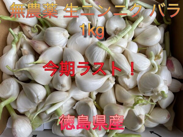 生ニンニク 徳島県産 無農薬 バラ
