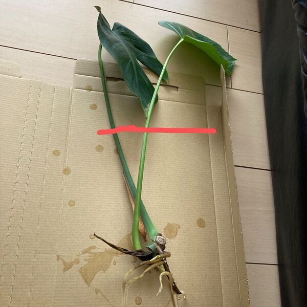 モンステラ カットして発送 観葉植物