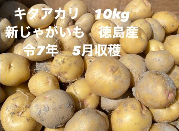 新じゃがいも キタアカリ 10kg箱込 ML ゆうパック 徳島県産 農家直送