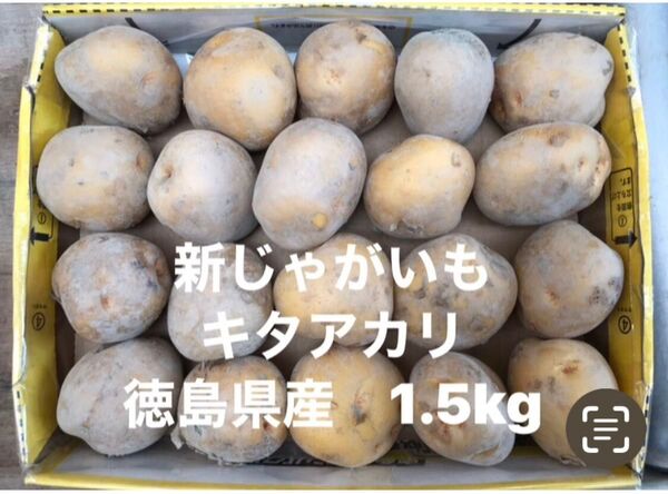 新じゃがいも 1.5kg箱込 きたあかりA 徳島県産