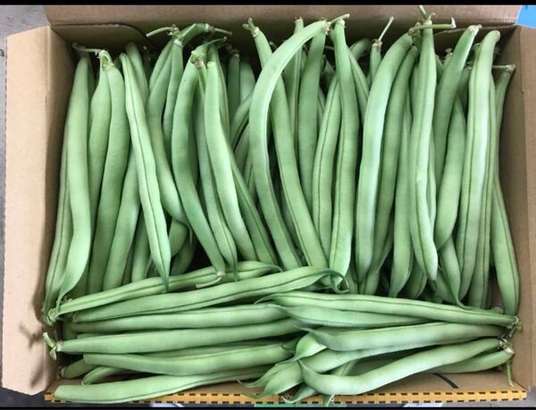 さやいんげん サンド豆 1.1kg箱込 徳島県産