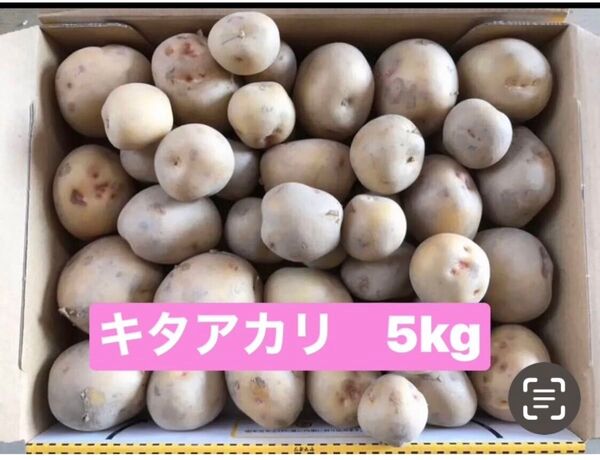 新じゃがいもキタアカリ5kg コロコロサイズ 徳島県産 栽培中無農薬です