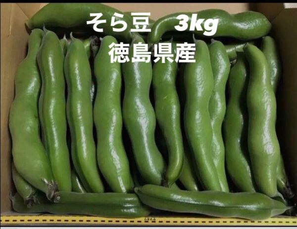 そら豆 3kg箱込 徳島県産