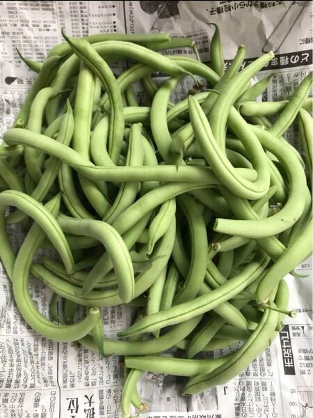 さやいんげん 弓形 1.1kg箱込 徳島県産