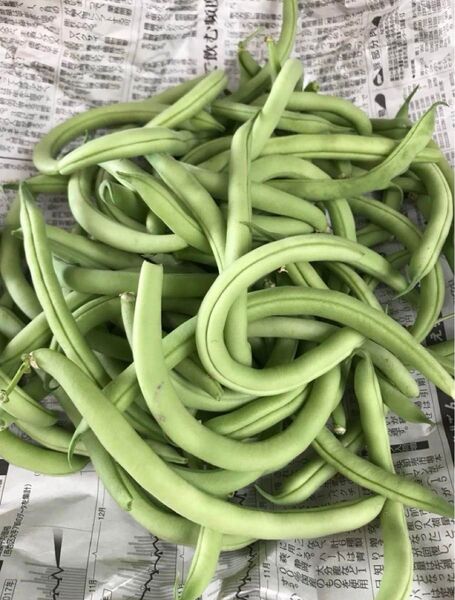 さやいんげん 弓形 1kg箱込 徳島県産