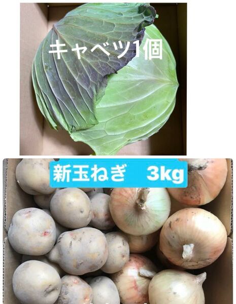 新じゃがいも 新玉ねぎ キャベツ セット 徳島県産 ヤマト80サイズ