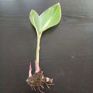 カンナ ベンガルタイガー根茎、新芽付き抜き苗