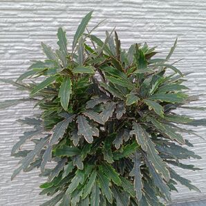 鉢ごと発送*アラレア ビアンカ (斑入りのアラレア)4号鉢高さ約50cm