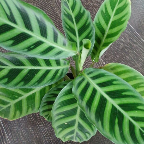 ポットごと発送*カラテアゼブリナ 観葉植物