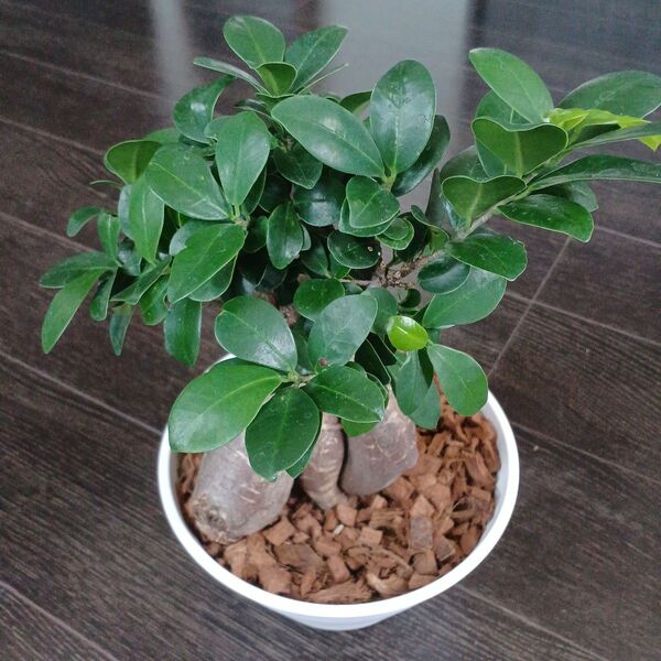 鉢ごと発送*ガジュマルフィカス・ミクロカルパ約35cm特大サイズ 精霊が宿る木 観葉植物 インテリア