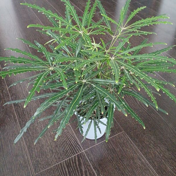 鉢ごと発送*①アラレア グリーンエレガンス約40cm観葉植物