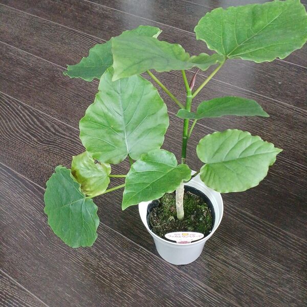 鉢ごと発送*フィカスウンベラータ花言葉が"永遠の幸せ"です(^-^)とても人気の観葉植物です。