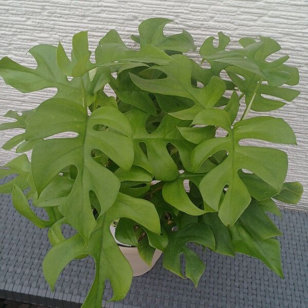 鉢ごと発送*花言葉が"嬉しい便り"です(^-^)葉が手のひらサイズで切れ込みが入ったかわいい人気の観葉植物です。