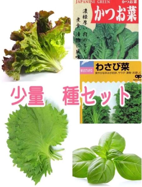 野菜 種セット レタス