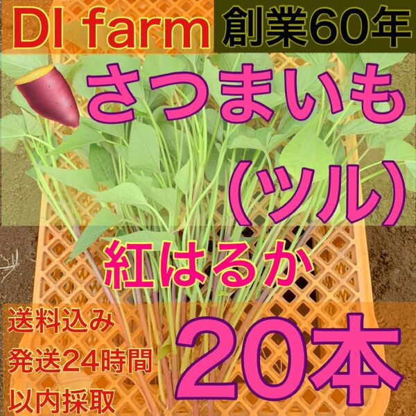 5・6月限定 さつまいも苗 紅はるか苗 20本 栽培用 芋苗 受注受付後 収穫 発送