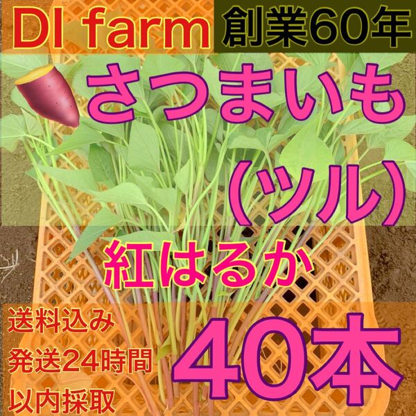 5・6月限定 さつまいも苗 紅はるか苗 40本 栽培用 芋苗 受注受付後 収穫 発送