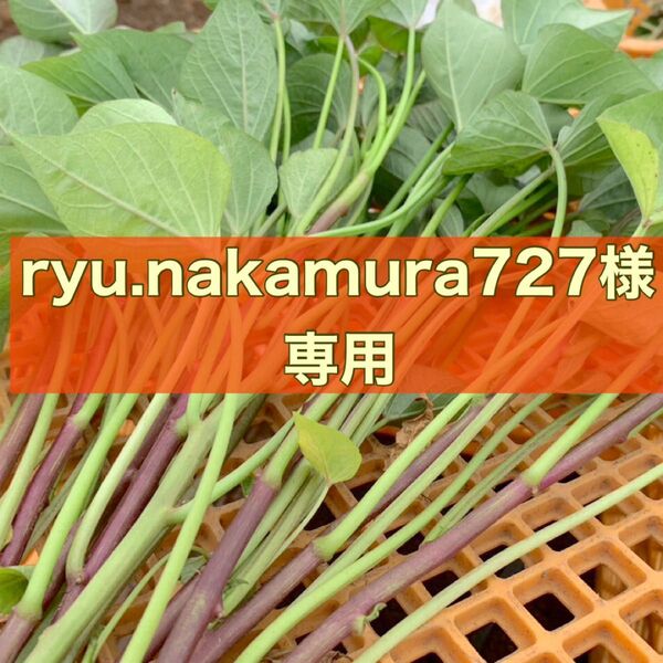 専用 ryu.nakamura727様 5・6月限定 さつまいも苗 紅はるか苗 25本 栽培用 芋苗 受注受付後 収穫 発送