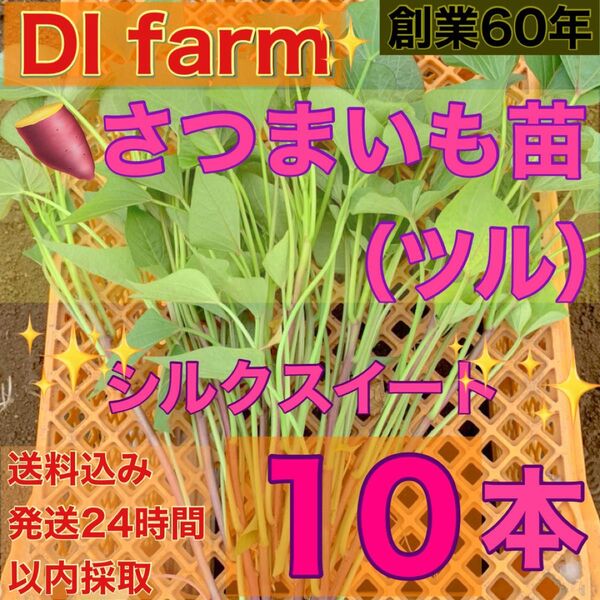 5・6月限定 さつまいも苗 シルクスイート 苗 10本 栽培用 芋苗 受注受付後 収穫 発送