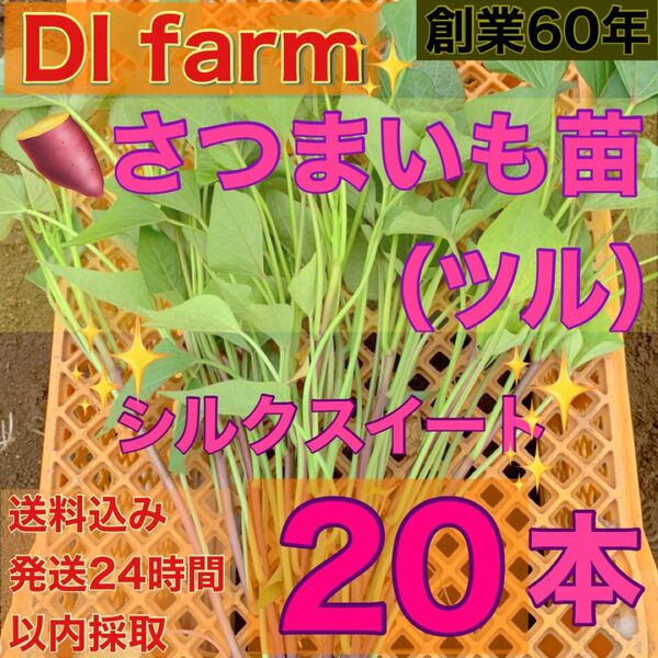 5・6月限定 さつまいも苗 シルクスイート 苗 20本 栽培用 芋苗 受注受付後 収穫 発送