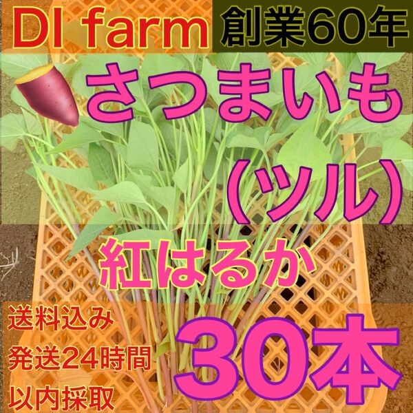 5・6月限定 さつまいも苗 べにはるか 苗 30本 栽培用 芋苗 受注受付後 収穫 発送