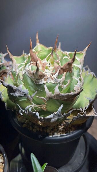 アガベ オアハカ オテロイ 現地球 親株 菊鉢