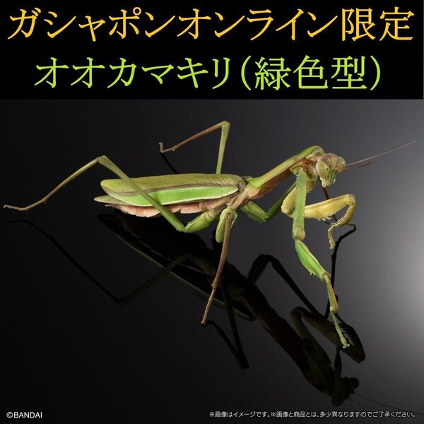 いきもの大図鑑アドバンス オオカマキリ ディスプレイスタンドセット オンライン版