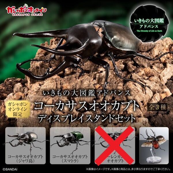 いきもの大図鑑アドバンス コーカサスオオカブト ディスプレイスタンドセット オンライン版 コーカサスオオカブトセット