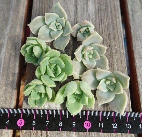 多肉植物 みどり牡丹・薄氷カット苗