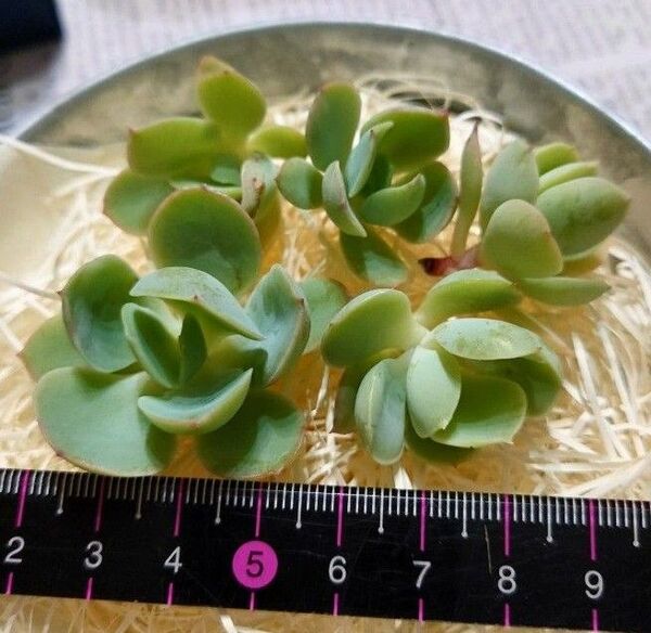 多肉植物ピーチプリデカット苗