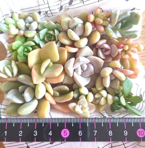 多肉植物カット苗セット