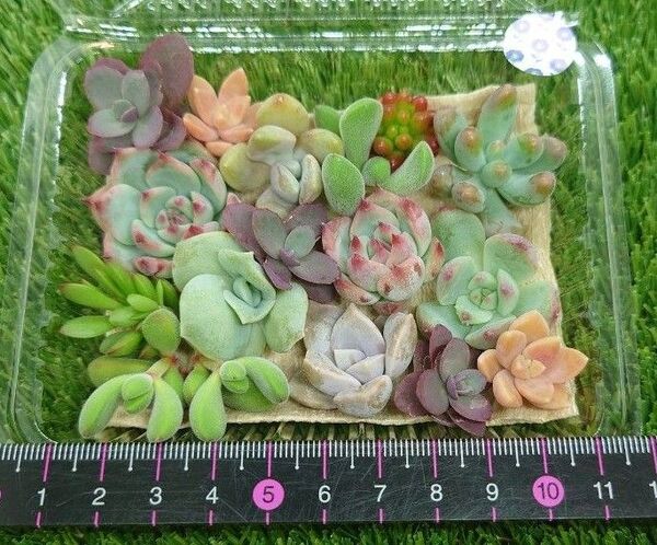 多肉植物寄せ植え用カット苗
