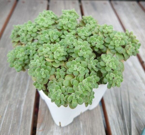 多肉植物トルツオーサムカット苗3本