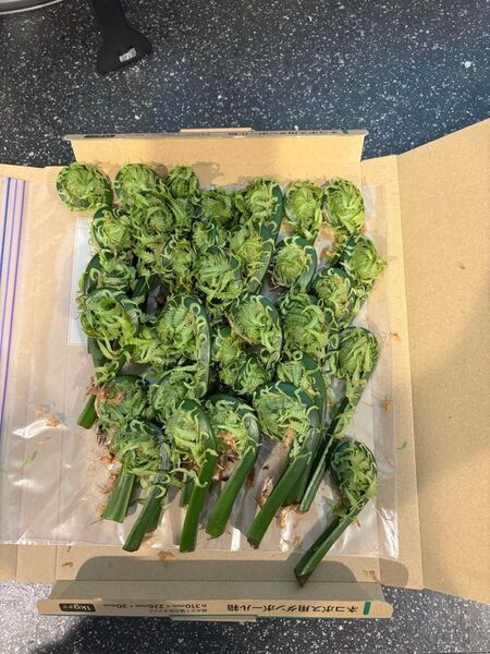 天然こごみ北海道産400g!!