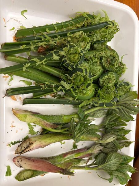 山菜セット!天然こごみ&天然山ウド4本