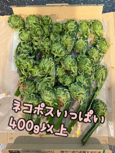 天然こごみ北海道産400g