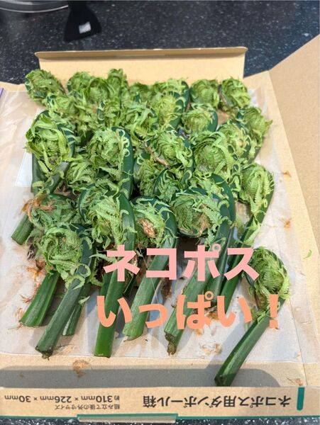 天然こごみ北海道産!当日収穫!