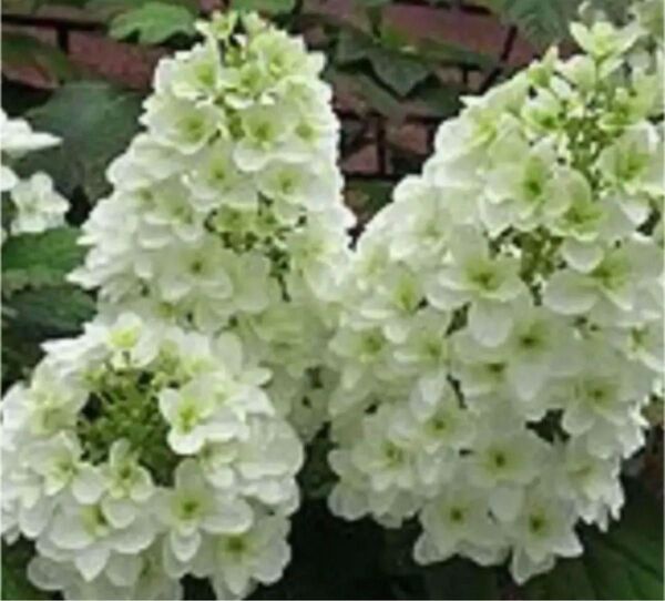 カシワバアジサイ 挿し木 3本 アジサイ 鉢植えアジサイ あじさい 紫陽花