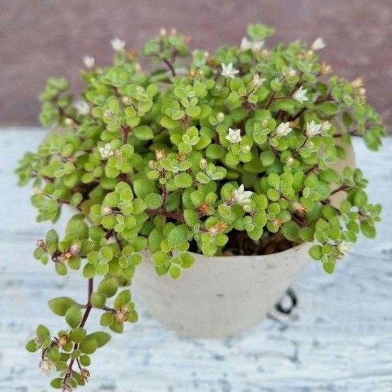 ブロウメアナ 多肉植物