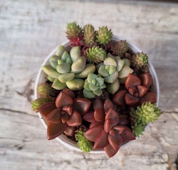 ブロンズ姫 多肉植物 寄せ植えに