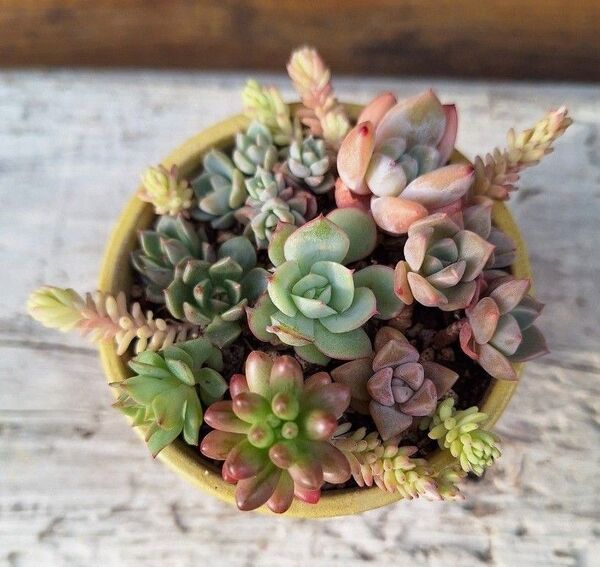 多肉植物 寄せ植え エケベリア セダム
