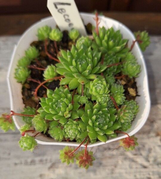 ルクール Sempelvivum 多肉植物