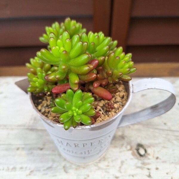 虹の玉 多肉植物