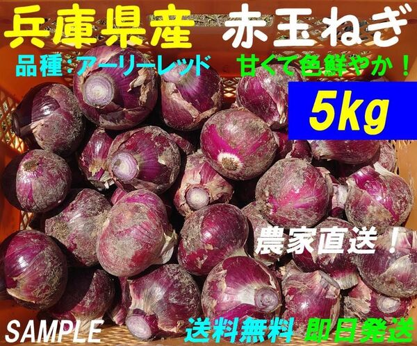 【兵庫県産】赤玉ねぎ 5kg 農家直送 新玉ねぎ 新鮮 朝採り 名産