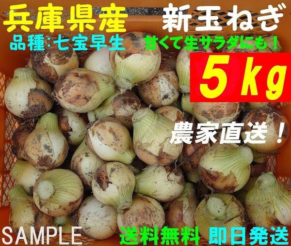 【兵庫県産】新玉ねぎ 5kg 農家直送 早生 サラダ玉葱 朝採り 新鮮 ブランド 名産 七宝 タマネギ 玉葱