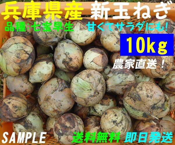 【兵庫県産】新玉ねぎ 10kg 農家直送 早生 サラダ玉葱 朝採り 新鮮 ブランド 名産 七宝 タマネギ 玉葱
