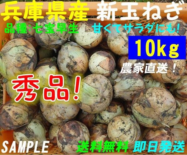 【兵庫県産】新玉ねぎ 10kg 農家直送 早生 サラダ玉葱 朝採り 新鮮 ブランド 名産 七宝 タマネギ 玉葱